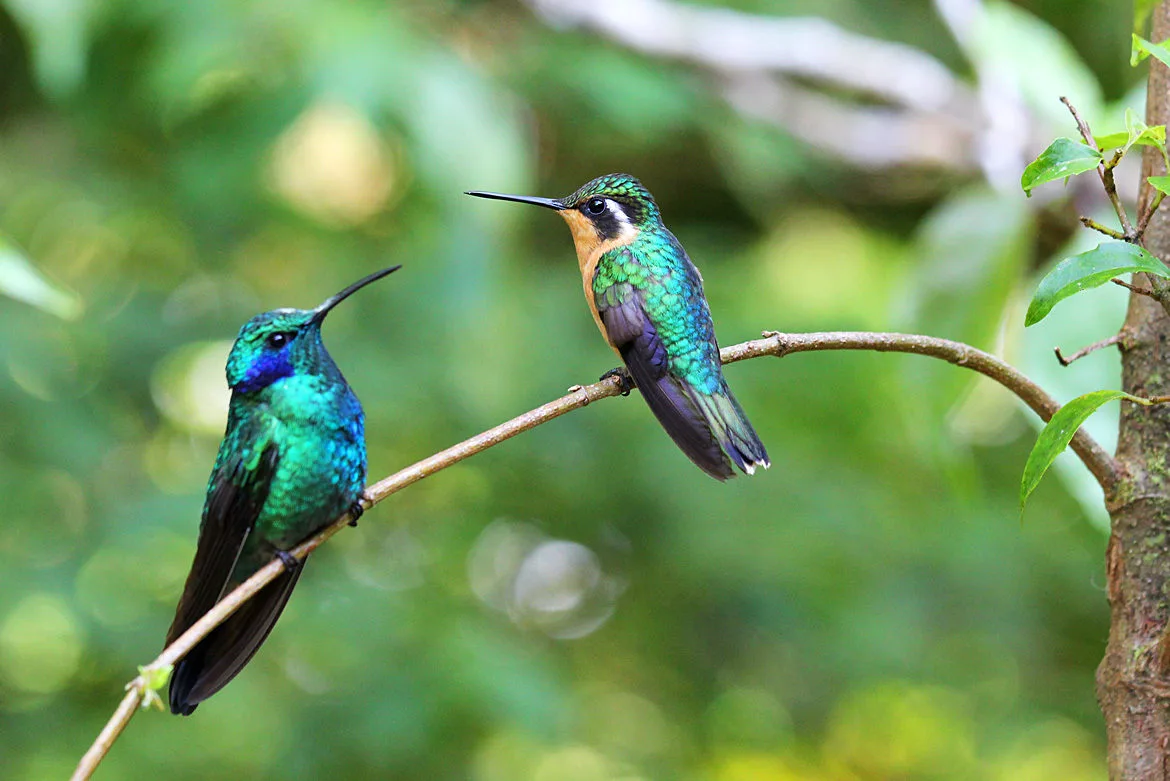 Colibris à Monteverde Costa Rica