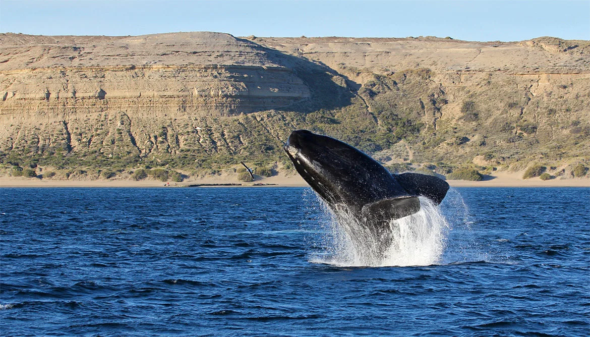 Argentine - Baleine franche australe