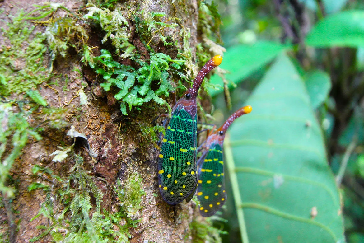 Bornéo Malaisie Parc Mulu