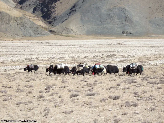 Caravane de yaks Tibet