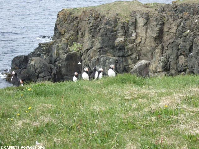 macareux grimsey islande