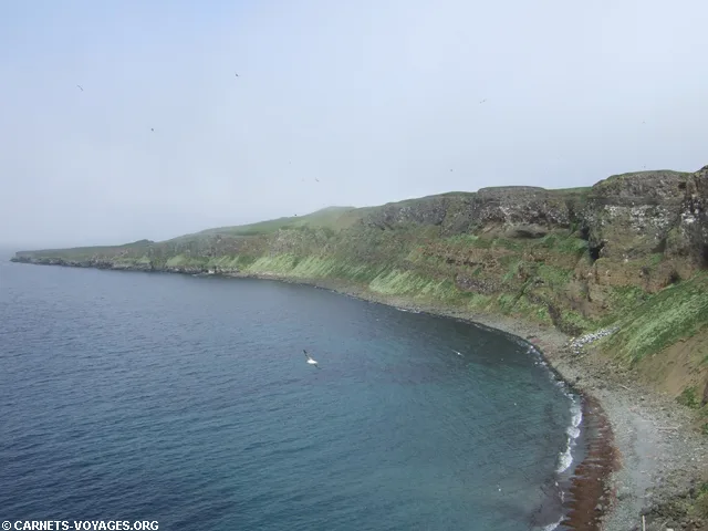 flaises macareux grimsey islande