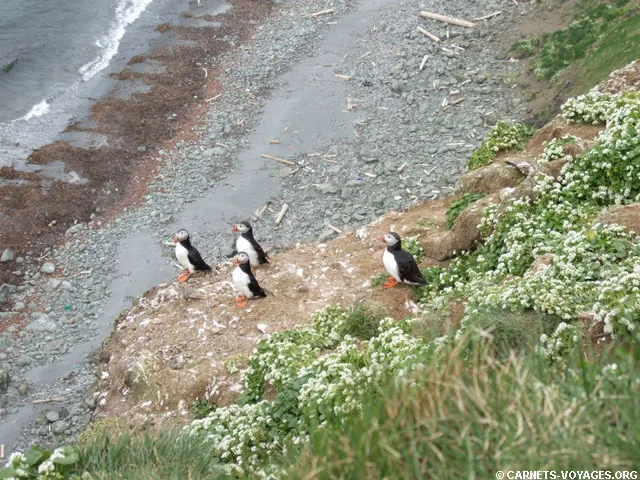 flaises macareux grimsey islande