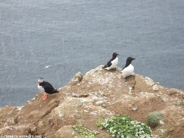 pingouins torda et macareux grimsey islande