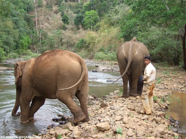 Balade éléphants Mondolkiri Cambodge
