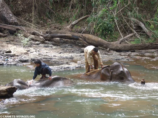 Balade éléphants Mondolkiri Cambodge