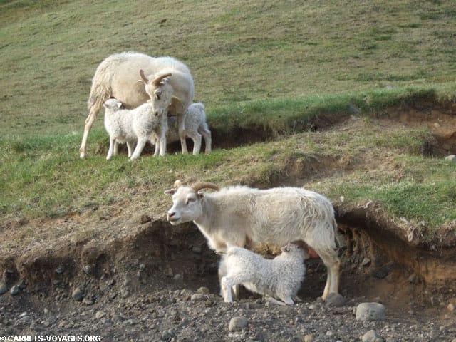 Mouton brebis chèvre lac Myvatn Islande