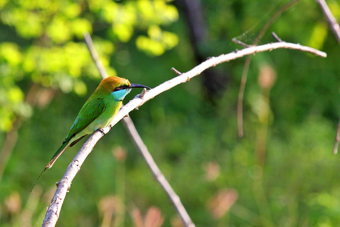 Parc Yala - Guêpier d'Orient