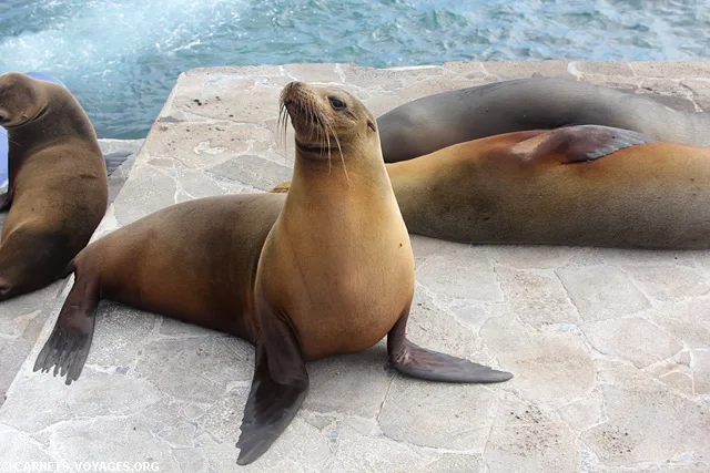 Ile Santiago croisière îles Galapagos