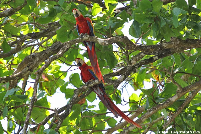 Aras rouge Cabo Matapalo Costa Rica