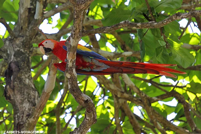 Aras rouge Cabo Matapalo Costa Rica