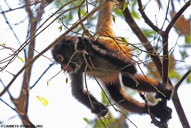 Singe araignée Cabo Matapalo Costa Rica