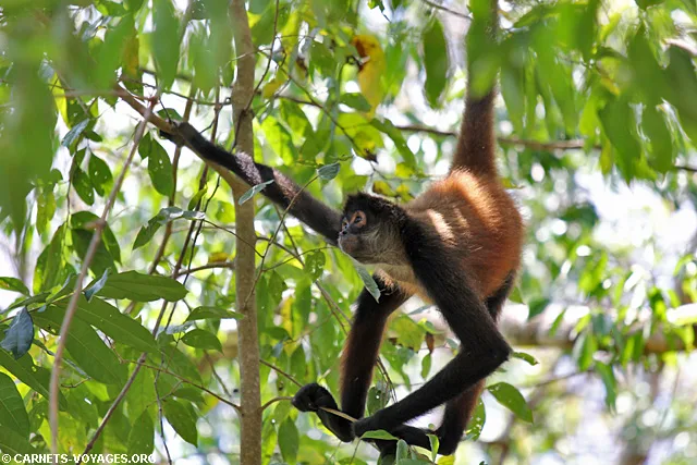 Singe araignée Cabo Matapalo Costa Rica