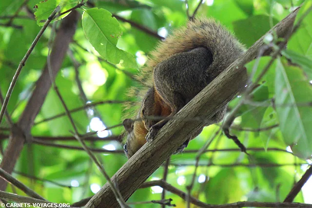 Paresseux Parc Cahuita Costa Rica