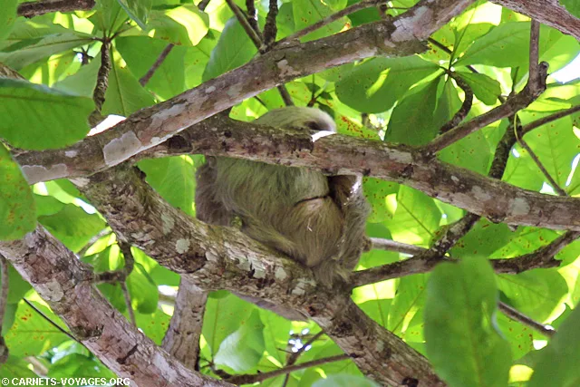 Paresseux Parc Cahuita Costa Rica