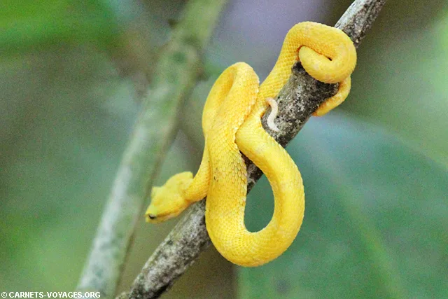 Serpent jaune Parc Cahuita Costa Rica