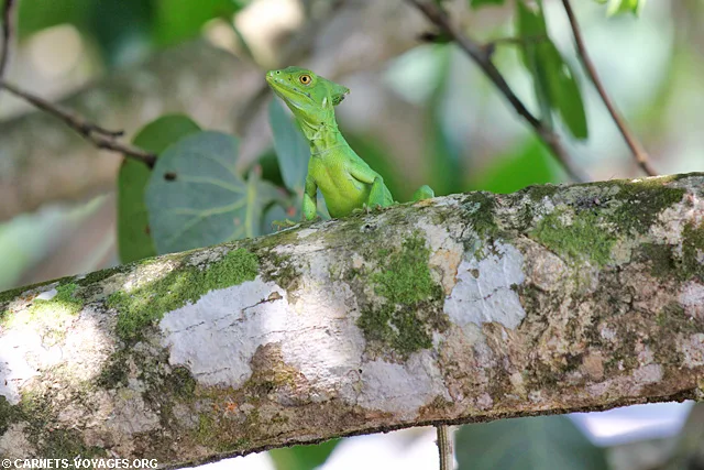 Lézard Parc Cahuita Costa Rica