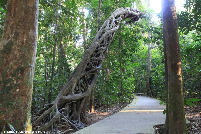 Foret de Daintree Australie Marrdja Boarwalk