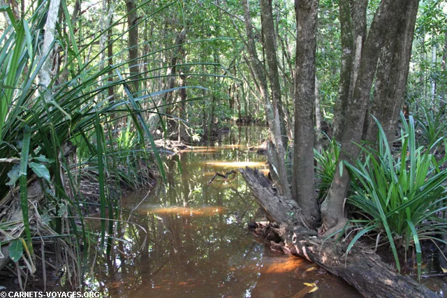Foret de Daintree Australie Cape Tribulation