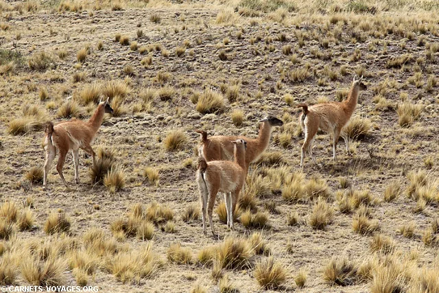 Boucle sud Salta Argentine