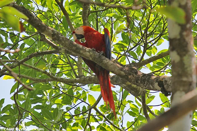 Aras rouge Parc Corcovado Costa Rica