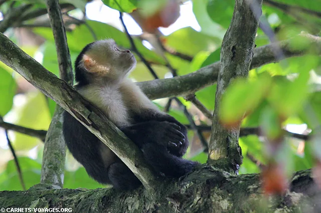 Capucin moine Parc Corcovado Costa Rica