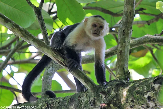 Capucin moine Parc Corcovado Costa Rica