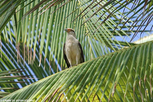 Caracara Parc Corcovado Costa Rica