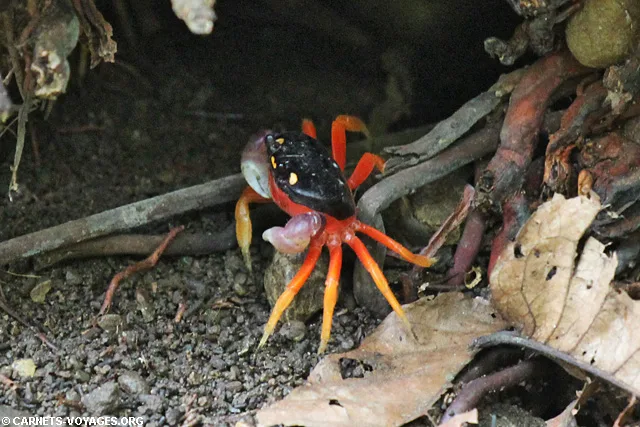 Crabe Parc Corcovado Costa Rica