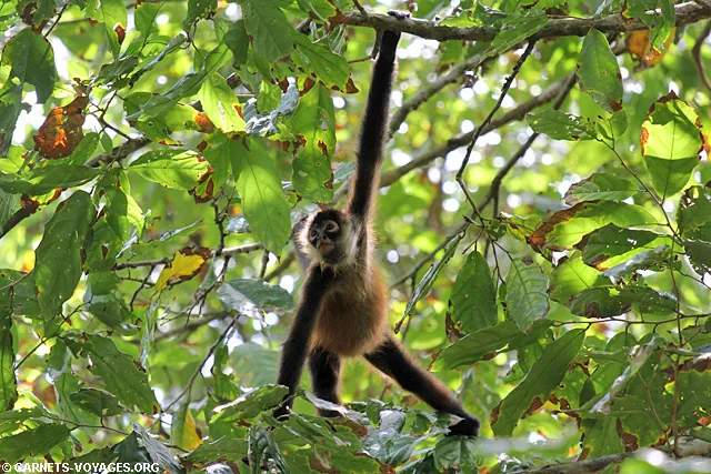 Singe araignée Parc Corcovado Costa Rica