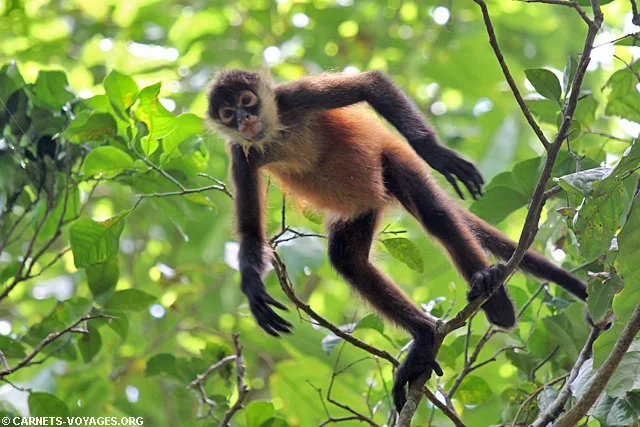 singe araignée Parc Corcovado Costa Rica