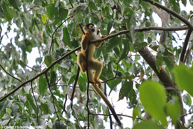 singe écureuil Parc Corcovado Costa Rica