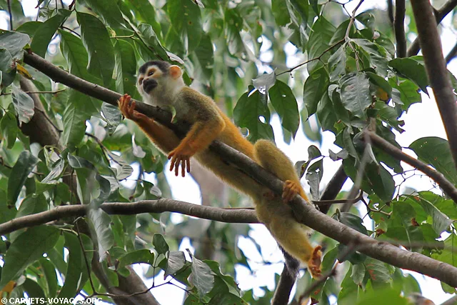 singe écureuil Parc Corcovado Costa Rica