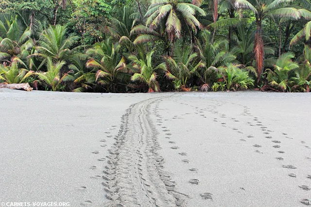 Parc Corcovado Costa Rica