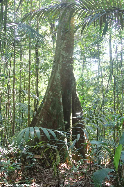 Réserve Cuyabeno Amazonie Equateur
