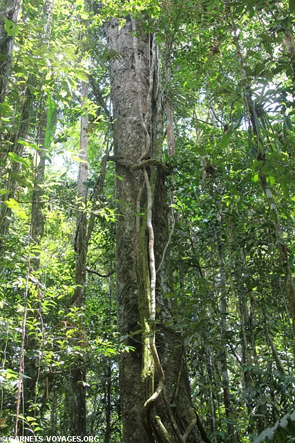 Réserve Cuyabeno Amazonie Equateur