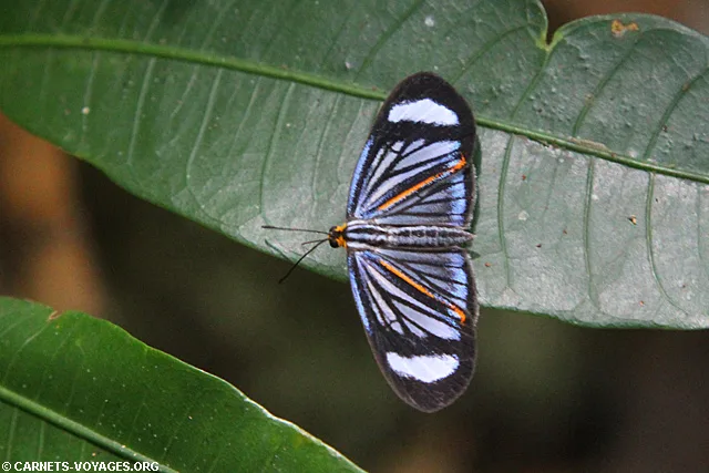Réserve Cuyabeno Amazonie Equateur