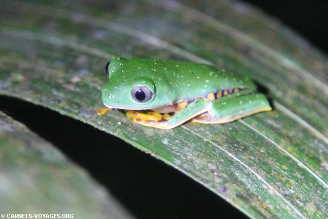 Réserve Cuyabeno Amazonie Equateur