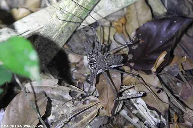 Réserve Cuyabeno Amazonie Equateur