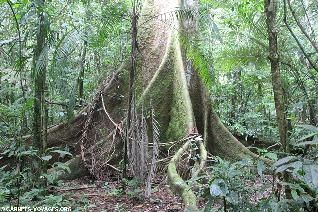 Réserve Cuyabeno Amazonie Equateur