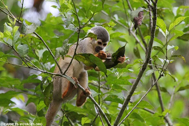 Réserve Cuyabeno Amazonie Equateur