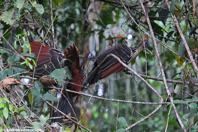 Hoatzin (Opisthocomus hoazin) Amazonie Equateur Cuyabeno