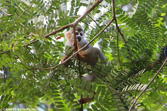 Réserve Cuyabeno Amazonie Equateur