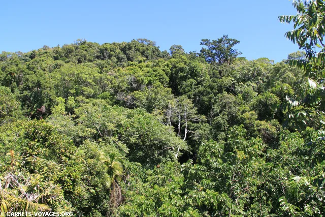 Foret de Daintree Australie Jindalba Boardwalk