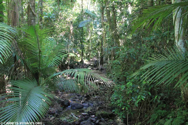 Foret de Daintree Australie Jindalba Boardwalk
