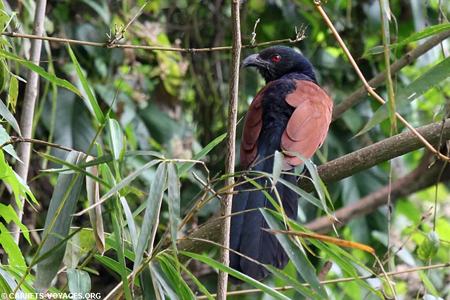 Oiseau Deniyaya Sri Lanka