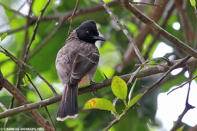 Oiseau Deniyaya Sri Lanka