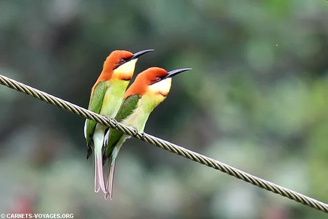 Guêpier Deniyaya Sri Lanka