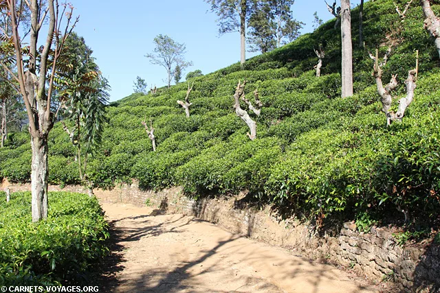 Randonnée Little Adam's Peak Ella Sri Lanka
