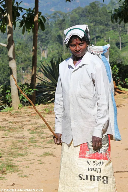 Cueilleuse de thé tamoul Ella Sri Lanka